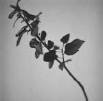 Black-and-white album cover showing a single plant branch on a light background.