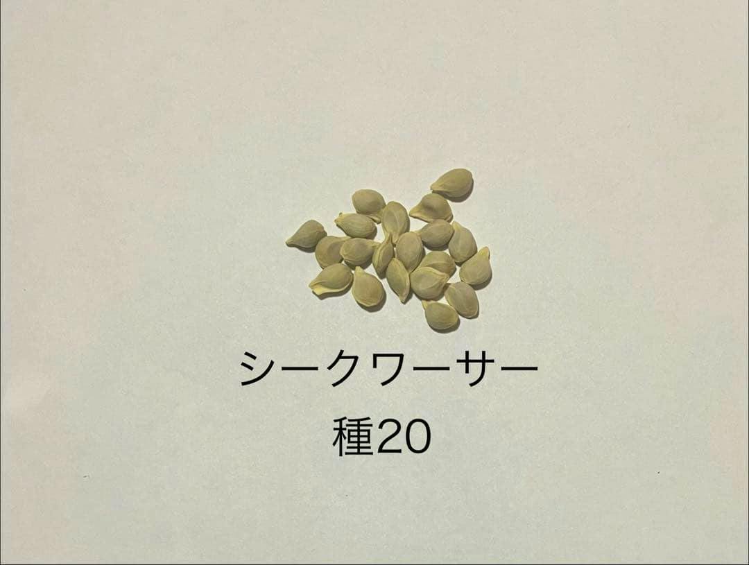 Twenty shikuwasa (シークワーサー) seeds arranged on a white background with the Japanese text "シークワーサー 種20" visible.