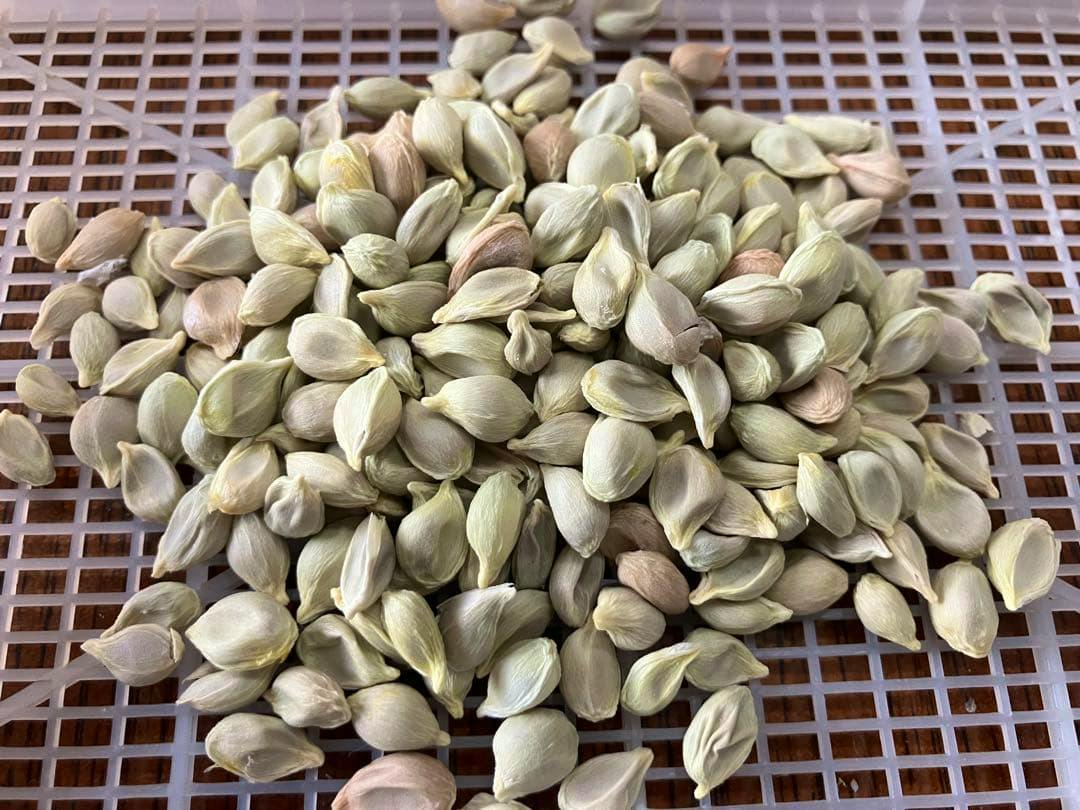 Close-up pile of shikuwasa seeds spread on a plastic grid tray.