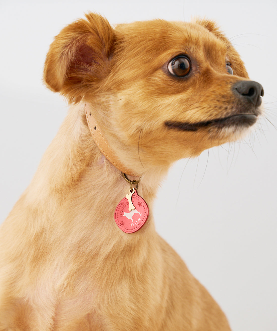 A small light-brown dog wearing a collar with a round pink pet tag visible on its neck.